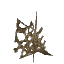 Small Scarak Spit Clump