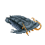 Black Trilobite