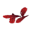 Red Feathers