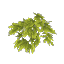 Bamboo Leaves