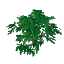 Banyan Leaves