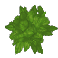 Beech Leaves