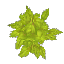 Birch Leaves