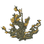 Dry Magic Bramble