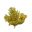Arid Bush