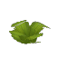Arid Palm Bush