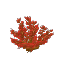 Red Arid Bush