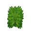 Green Bush