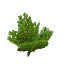 Bush