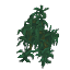Exotic Hanging Bush