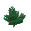 Lush Big Bush