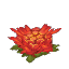 Cactus Flower