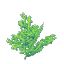 Green Coral Bush