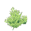 Neon Coral Bush