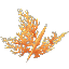 Orange Coral Bush