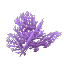 Purple Coral Bush