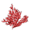 Red Coral Bush