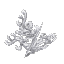 White Coral Bush