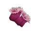 Sea Anemone