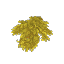 Dry Leaves