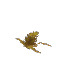 Arid Fern