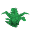 Forest Fern