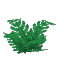 Large Fern