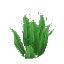 Tall Fern