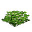 Small Daisies