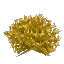 Yellow Arid Flower Bush