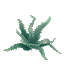 Blue Aloe