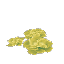 Lime Succulent