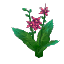 Common Pink Flower