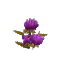 Purple Arid Flower