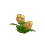 Yellow Hibiscus