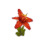 Red Orchid