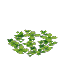 Duckweed