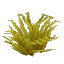 Bushy Arid Grass