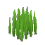 Tall Grass
