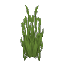 Tall Water Reeds
