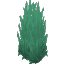 Overgrown Wet Grass