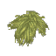 Gumboab Leaves