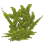Bottletree Leaves