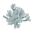 Stormbark Leaves
