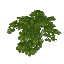 Wild Wisteria Leaves