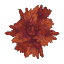 Maple Leaves