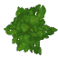 Oak Leaves
