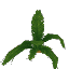 Giant Palm Leaves