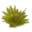 Palm Leaves