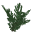 Redwood Leaves